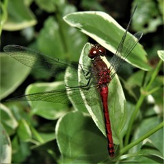 Sympetrum rubicundulum
