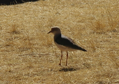 Vanellus resplendens