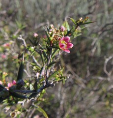 Diosma fallax