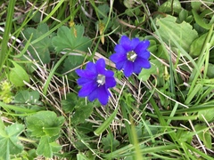 Gentiana dshimilensis