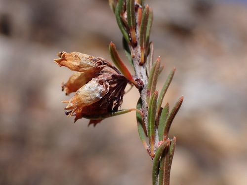 Dolphin Heath (Erica orculiflora)