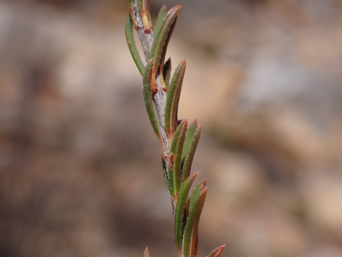 Image of Erica orculiflora by (c) Ren Hoekstra, some rights reserved (CC BY)