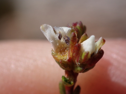 Elsies Beardbuchu (Euchaetis elsieae)