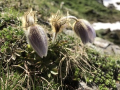 Pulsatilla vernalis