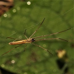 Tetragnatha straminea