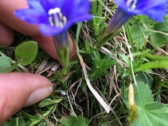 Gentiana dshimilensis