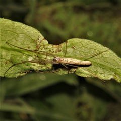 Tetragnatha straminea