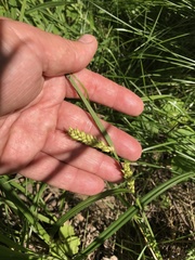 Carex hyalinolepis