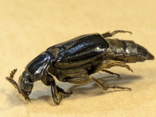 Ptomascopus morio