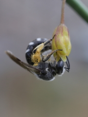 Lasioglossum sexnotatum