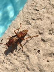 Polistes apachus texanus