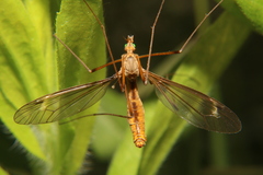 Tipula bicornis