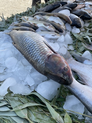 Grass Carp