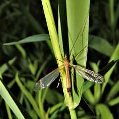 Tipula submaculata