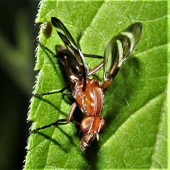 Tritoxa incurva