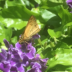 Polites vibex praeceps