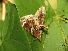 Eulithis prunata