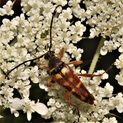 Typocerus velutinus