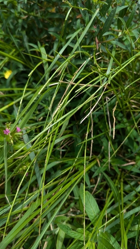 Setaria punctata observed 2024-09-13