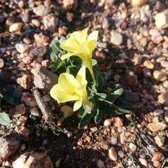 Moraea galaxia