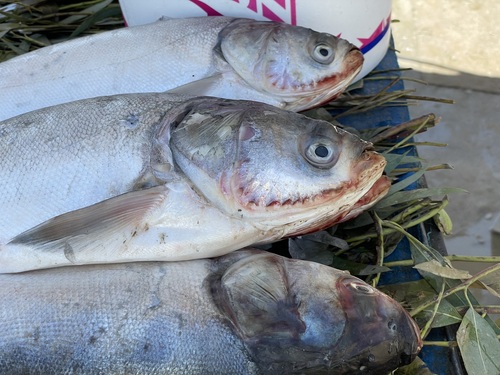Silver Carp