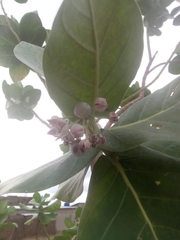 Calotropis procera image