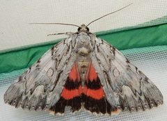 Catocala coccinata