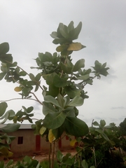 Calotropis procera image