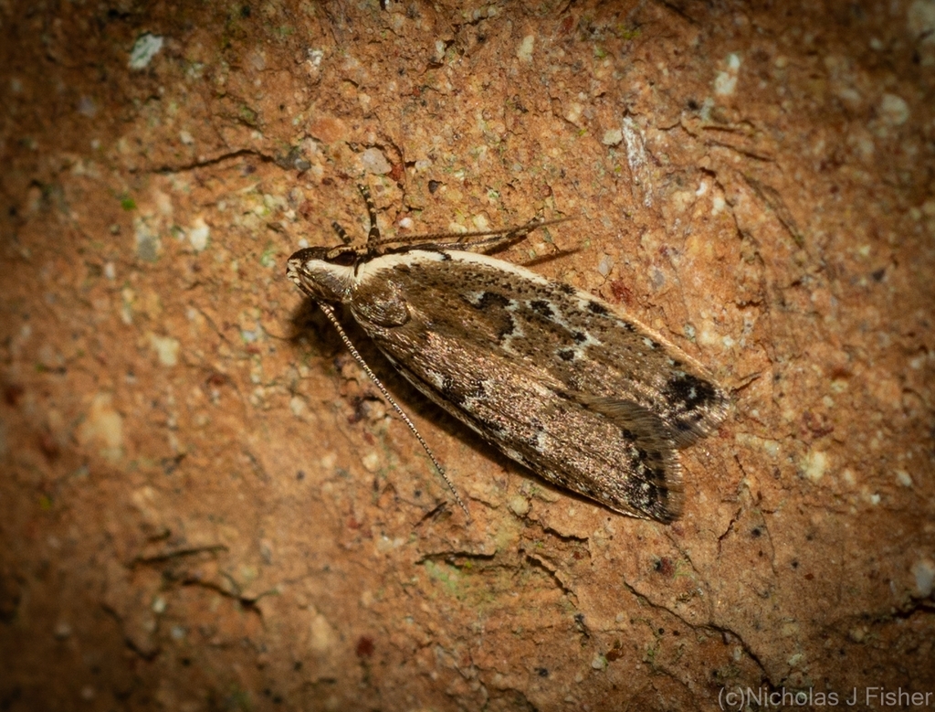 Ardozyga arenaria