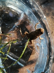 Bufotes viridis viridis