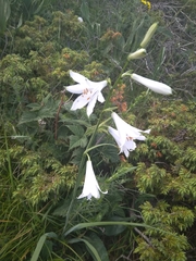 Paradisea liliastrum