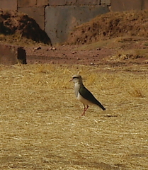 Vanellus resplendens