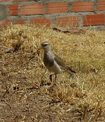 Vanellus resplendens