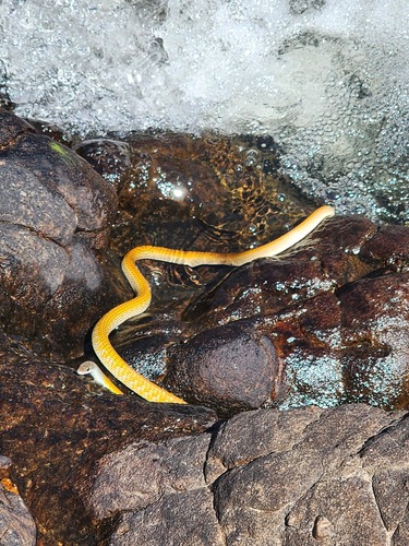 Common Tree Snake sighting