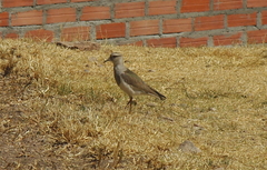 Vanellus resplendens
