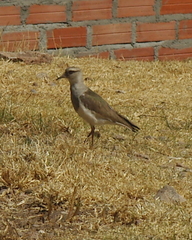 Vanellus resplendens