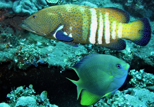 Peacock Grouper (Cephalopholis argus)