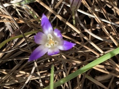Brodiaea terrestris terrestris