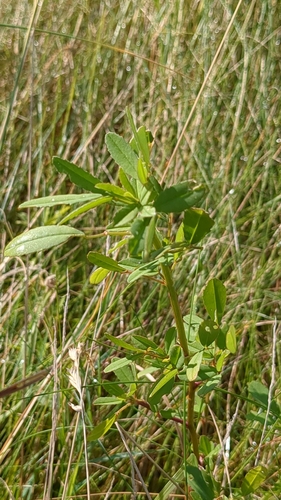Image of Melilotus altissimus by no rights reserved