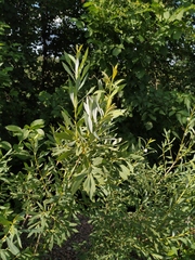Salix vinogradovii