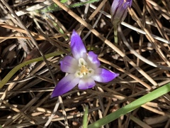 Brodiaea terrestris terrestris