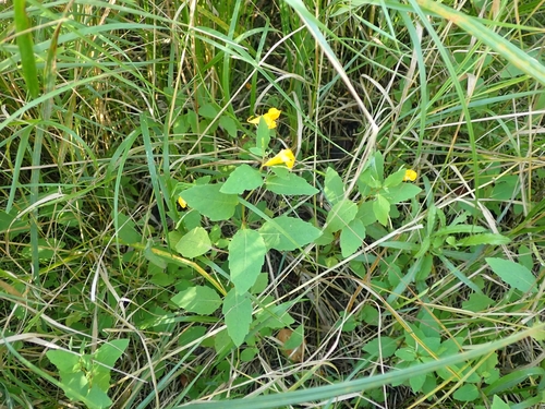 Impatiens capensis