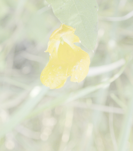 Impatiens capensis