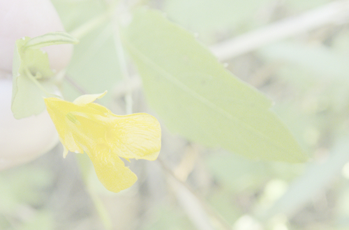 Impatiens capensis