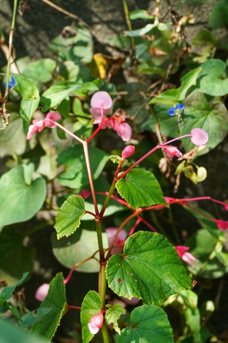 Image of Begonia grandis by (c) WATANABE Hitoshi 渡辺仁, some rights reserved (CC BY)