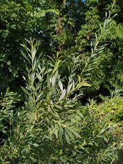 Salix vinogradovii