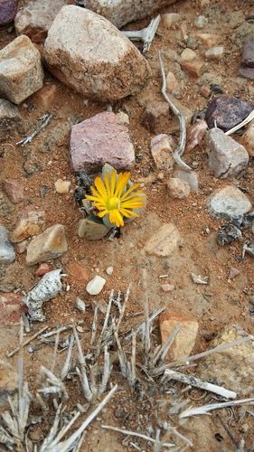 Image of Bijlia dilatata by (c) Karen Eichholz, some rights reserved (CC BY)