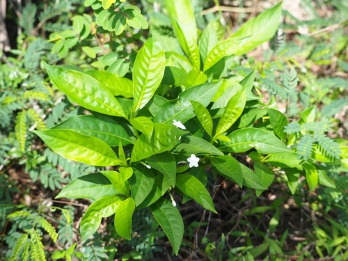 Rauvolfia verticillata, photograph 1
