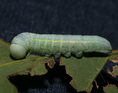 White-dotted Prominent photo 4