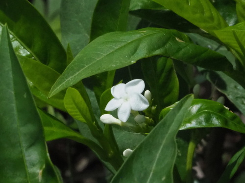Rauvolfia verticillata